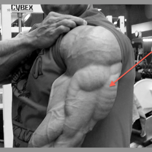 Joe D’s Top 7 Exercises for Building Strong, Horseshoe-like Triceps!